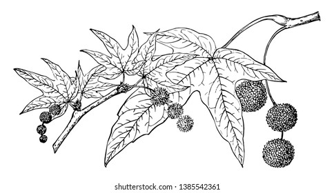 This is the branch of Platanus Wrightii also known as Arizona Sycamore. The Arizona sycamore is a large, spreading, deciduous tree up to 70 ft. tall. This is beautifully arched with white branches, 