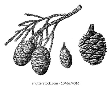 Esta es la rama de la secuoia Gigantea. Parece una fruta de piña. no tiene hojas. tiene ramas de fibras diminutas y éstas son puntiagudas, vintage 