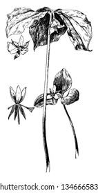 This is a branch of Trillium Lilies. It has long stem having three leaves and a flower at a top, vintage line drawing or engraving illustration.