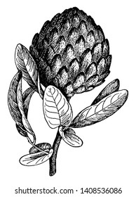 This is a branch of tropical fruit tree having large sized fruit on it. Fruit pulp is cream coloured, vintage line drawing or engraving illustration.