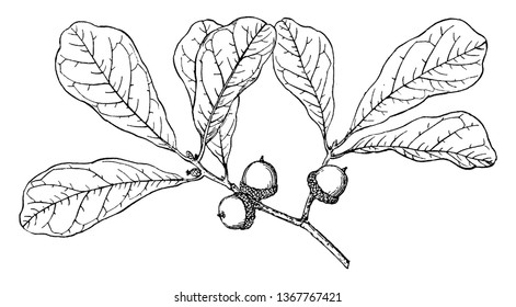 This is the branch of water oak tree. The shape of fruits is like a cap .Each one of branch has more than one leaves. This is also known as Quercus nigra, vintage line drawing or engraving