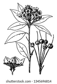 Esta es una hoja amplia de laurel. Las hojas son grandes de color verde oscuro. Es un dibujo de línea vintage largo y grande o una ilustración de grabado.