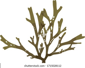 This Is A Brown Algae In The Sea.