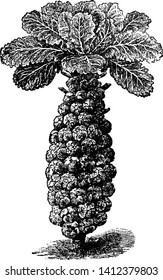 Esto es brotes de Bruselas. Una verdura que consiste en el pequeño cubo compacto de una variedad de col. Los brotes de Bruselas son como cabañas en miniatura, dibujos de líneas antiguas o ilustraciones de grabado.