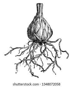 This is a bulb of Lily and it has root hair at bottom, vintage line drawing or engraving illustration.