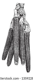 This is bunch of corn, all husk wrapped on together, vintage line drawing or engraving illustration.