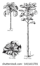 Esta es la planta de col. Este es el tipo de verdura. Hay una capa de hojas. Las hojas son largas y tienen muchos lóbulos. Las hojas están presentes en la parte superior de la col, dibujo de la línea vintage