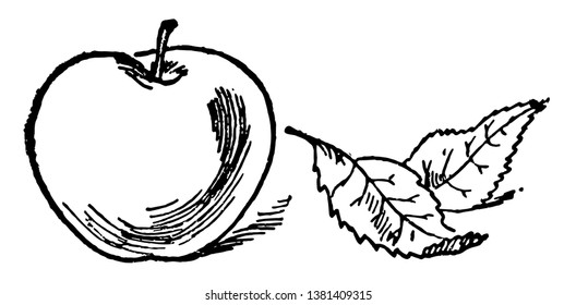 Esta carta tiene manzana encima. Esta tarjeta representa a One Apple y se utiliza para muchos tipos de actividades de recuento de aulas, dibujo de línea vintage o ilustración de grabado.