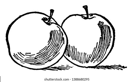 Esta tarjeta tiene manzanas, representa dos manzanas y se utiliza para muchos tipos de actividades de recuento de aulas, dibujo de línea vintage o ilustración de grabado.