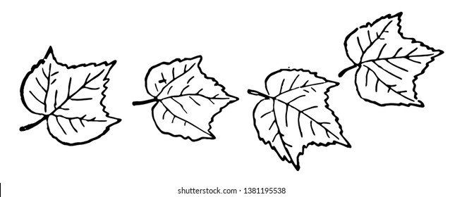 This card has leaves on it. Four leaves are shown which are not grouped. They are of different shapes. All leaves have primary & secondary vein, Vintage line drawing or engraving illustration.