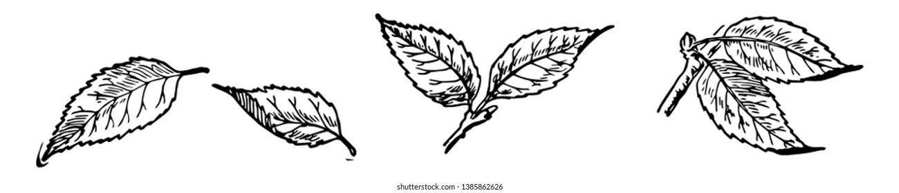 This card has leaves on it. Six are shown which are grouped into 3 parts. 4 are grouped into 2 while other 2 are separated. All leaves have primary & secondary vein, Vintage