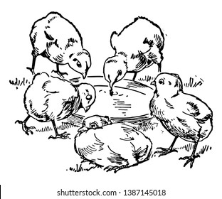 This card shows five chicks near water pot. Three chicks are drinking water & two chicks are around the water pot, vintage line drawing or engraving illustration.