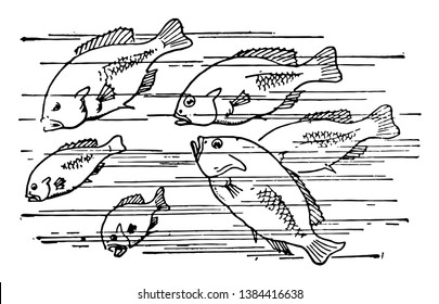Esta carta muestra seis peces en el agua. 3 peces son grandes y otros 3 son peces pequeños, dibujo de la línea de Vintage o ilustración de grabado. 