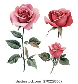Esta encantadora coleção de aquarelas apresenta rosas rosa e vermelhas delicadas com folhas e caules verdes frescos. Perfeito para projetos florais elegantes e projetos românticos.