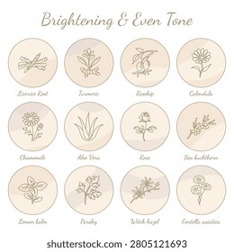 This clean and minimalist vector illustration showcases a collection of twelve essential natural botanical ingredients renowned for their skin brightening and even tone properties. Each ingredient