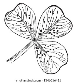 Dies ist ein Kleeblatt, d. h. Trifoliat mit Stipeln, die zum Blatt-Stiel, zur Vintage-Linie-Zeichnung oder Graviergrafik passen.