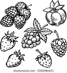 This collection features beautifully drawn illustrations of various fruits, from juicy berries to tropical delights