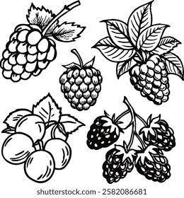 This collection features beautifully drawn illustrations of various fruits, from juicy berries to tropical delights