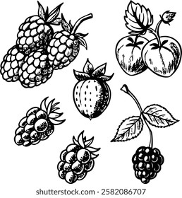 This collection features beautifully drawn illustrations of various fruits, from juicy berries to tropical delights