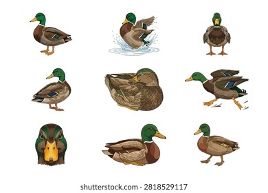 This collection features a series of hand painted watercolor mallard ducks in multiple poses isolated against a clean white background. Each detailed illustration captures the vibrant plumage and distinct green head of the drake for versatile creative use.
