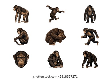 This collection of hand drawn chimpanzee illustrations showcases various dynamic poses and facial expressions of the primate. Each figure is rendered with great detail on a plain white background highlighting the natural fur texture and behavior of apes.