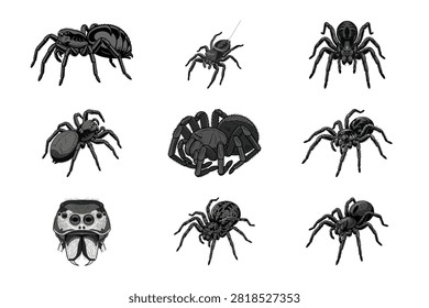 This collection presents nine detailed black ink illustrations of spiders in various poses isolated against a plain white backdrop. These artistic sketches capture the intricate legs and bodies of arachnids making them ideal for halloween projects.