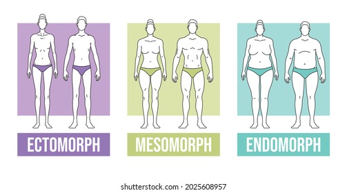 Esta ilustración colorida representa los tres tipos de cuerpo: ectomorfo, mesomorfo y endomorfo.