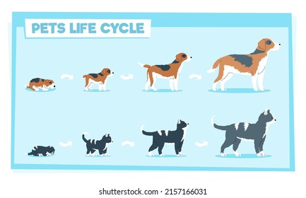 This colorful image illustrates a pets life cycle, a cute kitten and puppy growing from little to adult and elderly