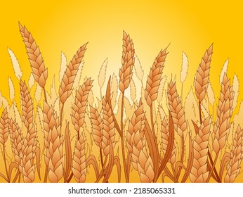 This colorful image illustrates a ripe yellow wheat ears on a field