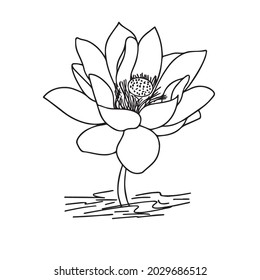 this is coloring pages Lotus flower drawing Lotus Flower Coloring Page   Flower drawing  Lotus flower drawing