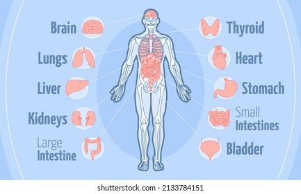 This colourful illustration shows the internal organs human body: brain, lungs, liver, kidneys, intestine, thyroid, heart, stomach, bladder