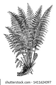 This is Common Male Fern. Leaves are tiny, leaf-pairs connected to thin stem and this. Bunch of leaf emerging out from the branch. Thin, fiber, wiry threads are come out of it, vintage line drawing