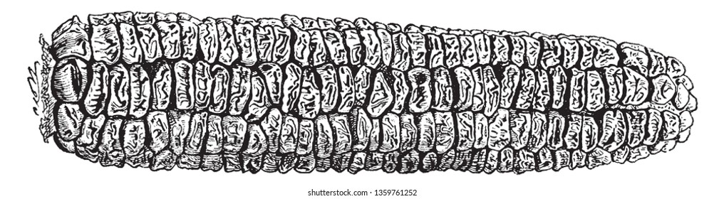 This is completely dry corn; this does not have wet maize, vintage line drawing or engraving illustration.
