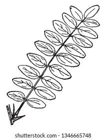 This is a compound leaf whose leaflets are arranged on both sides of a common leaf stalk, vintage line drawing or engraving illustration.