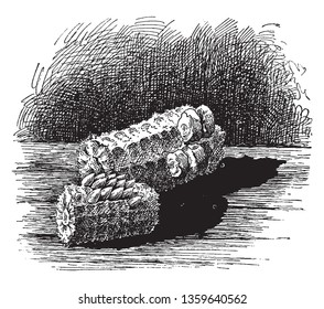 This corn is not fully grown; this maize has divided two pieces, vintage line drawing or engraving illustration.