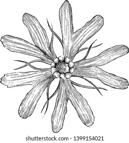 This is a Corolla of Lychnis Fulgens and it is a flowering plant. It has large flowers with bright red color, vintage line drawing or engraving illustration.