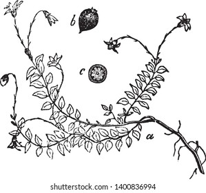 This is the Cranberry vine along with his fruits and flowers. Figure shows the vine along with buds and leaves. Pair of leaves are parallel to each other, vintage line drawing or engraving