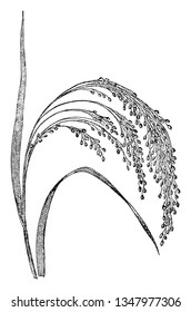 This crop is very thin and short, it bends at medium stem, and there is more grain but not in tuft, vintage line drawing or engraving illustration.