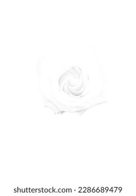 This is an cropped rose image