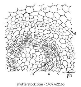 This is cross section image of Botrychium and it is a genus of ferns, seedless Vascular plants, vintage line drawing or engraving illustration.