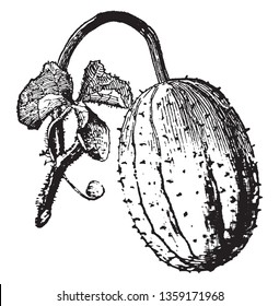 This is a cucumber species, this is small size and it like oval, There is a dot on the fruit, it attach to stem, vintage line drawing or engraving illustration.