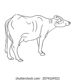 Dies ist eine süße und schöne Buffalo-Linie Kunstbilder, Skizzen, Vektorgrafik und Illustrationen Kunst