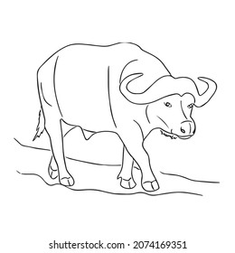 This Cute Beautiful Buffalo Line Art Stock Vector (Royalty Free) 2074169351