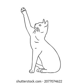this is a cute and beautiful cat images line art ,outline drawing,vector art and illustrations art