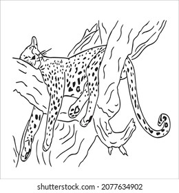 this is a cute and beautiful cheetah images line art ,outline drawing,vector art and illustrations art