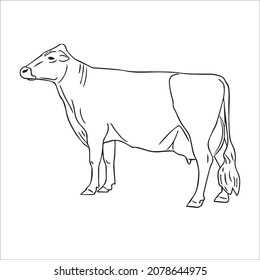 this is a cute and beautiful cow images line art ,outline drawing,vector art and illustrations art