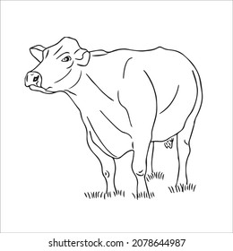 this is a cute and beautiful cow images line art ,outline drawing,vector art and illustrations art