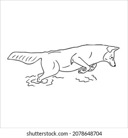 this is a cute and beautiful Coyote images line art ,outline drawing,vector art and illustrations art