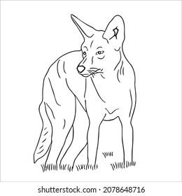 this is a cute and beautiful Coyote images line art ,outline drawing,vector art and illustrations art