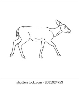 this is a cute and beautiful deer images line art ,outline drawing,vector art and illustrations art